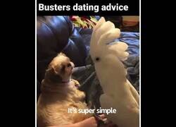 Enlace a Cacatúa le cuenta su vida a un perro