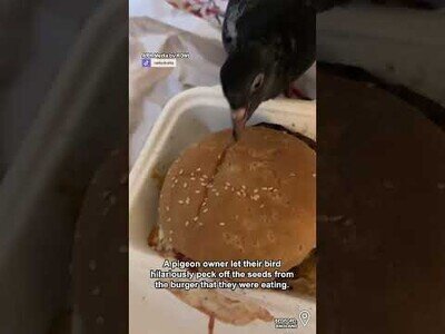 Cuando no te gustan las semillas del pan de la hamburguesa y tu paloma te ayuda