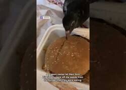Enlace a Cuando no te gustan las semillas del pan de la hamburguesa y tu paloma te ayuda