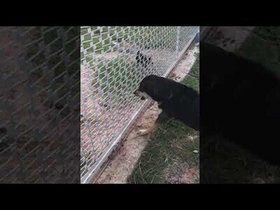 Estos perros podrían resolver sus diferencias, pero prefieren ladrarse tras la valla