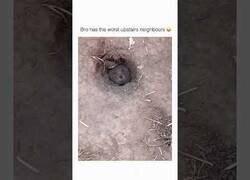 Enlace a Este topo tiene los peores vecinos de arriba