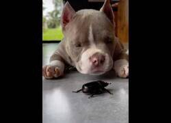 Enlace a Mi perro tiene a un escarabajo como mascota