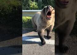 Enlace a Este hombre ha visto demasiado Disney...