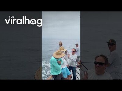 Un búho se apunta a hacer un paseo en barco