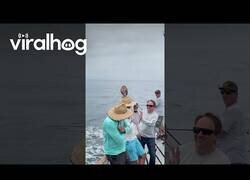 Enlace a Un búho se apunta a hacer un paseo en barco