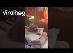 Enlace a Este perro vive mejor que tú y que yo