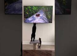Enlace a Nunca dejes a un gato a solas con un televisor