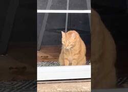 Enlace a Este gato nunca había visto una tortuga como esta