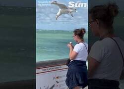 Enlace a Esta gaviota es una profesional del hurto