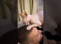 Enlace a Ventajas de tener un gato egipcio