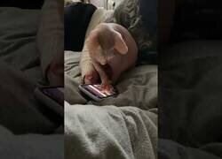 Enlace a Tengo al gato enganchado a TikTok