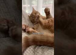 Enlace a Creo que se me ha roto el gato...