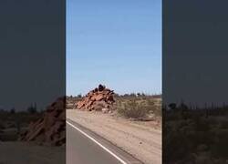 Enlace a Cuando te encuentras al Coyote y al Correcaminos en la vida real