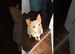 Enlace a A los perro les encanta salir a pasear y en este vídeo queda más que demostrado