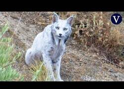 Enlace a Un joven fotógrafo capta el primer lince ibérico leucístico registrado en la Península