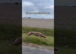 Enlace a Poniendo a prueba qué raza de perro es más rápida