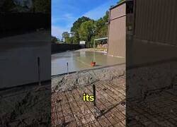 Enlace a Por una vez no fue ni un gato ni un perro