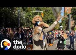 Enlace a Celebran un desfile de perros disfrazados por Halloween en Nueva York