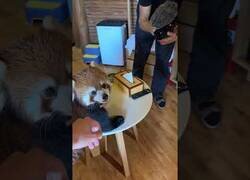 Enlace a En este hotel de China, la habitación incluye un panda rojo como animal de compañía