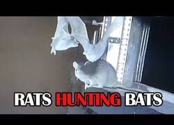 Enlace a Estudio en Alemania revela cómo las ratas pueden cazar murciélagos al vuelo