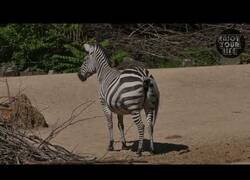 Enlace a Recopilación de animales haciendo sus necesidades