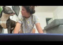 Enlace a Cuando tu perro se une a tu sesión de yoga