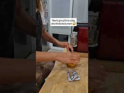 Cómo hacer que un perro que se cree demasiado listo se tome la pastilla