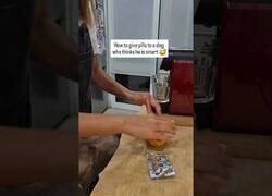 Enlace a Cómo hacer que un perro que se cree demasiado listo se tome la pastilla