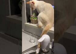 Enlace a ¿Quién ha gastado todo el jabón?