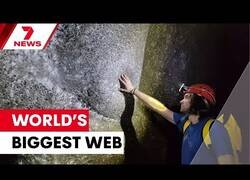 Enlace a Descubren la telaraña más grande del mundo