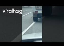 Enlace a Serpiente disfruta de un paseo desde la rueda de un coche