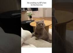 Enlace a La reacción de este gato al oler los pies de su dueño