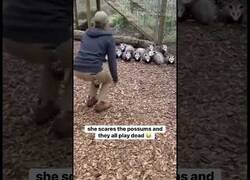 Enlace a Las zarigüeyas se hacen las muertas cuando se sienten amenazadas