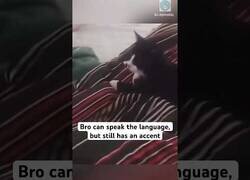 Enlace a Este gato intenta hablar el idoma perruno pero le falla el acento