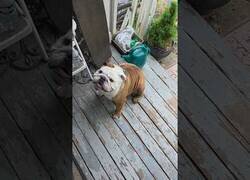 Enlace a Este perro está entusiasmado de hacer skate