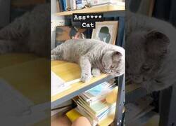 Enlace a Tan solo un gato siendo un gato