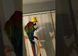Enlace a El loro es el animal más infravalorado