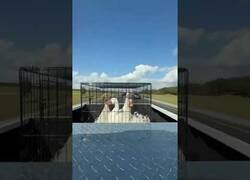 Enlace a Gansos se agachan cuando pasan por un puente