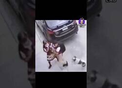 Enlace a Este tipo se pensó que su gato era un Pokémon