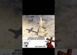 Enlace a ¿Las hormigas creen en Dios?