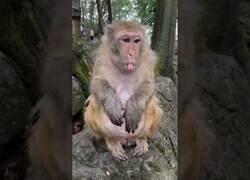 Enlace a ¿Alguna vez habías visto la arcada de un mono?