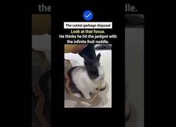 Enlace a El triturador de basura más adorable