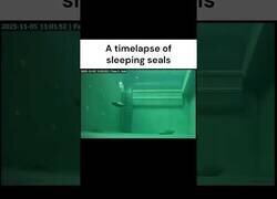 Enlace a El timelapse de unas focas durmiendo