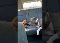 Enlace a Este perrete parecía muy valiente...