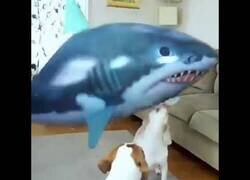 Enlace a Perros reaccionan un globo de tiburón