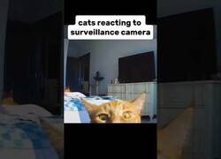 Enlace a Gatos reaccionando a la voz de sus dueños a través de la cámara de videovigilancia
