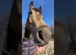 Enlace a Caballos caballeando