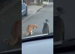 Enlace a La paloma más valiente que verás hoy