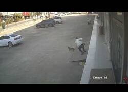 Enlace a El karma por querer asustar a un pequeño perro