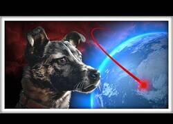 Enlace a ¿Qué pasó con la Perra Laika?